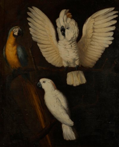 Parrots by Unbekannt Unbekannt